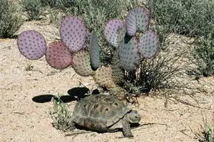 Csendes z�na titka