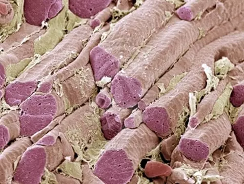 A har�ntcs�kolt izom �s m�k�d�se