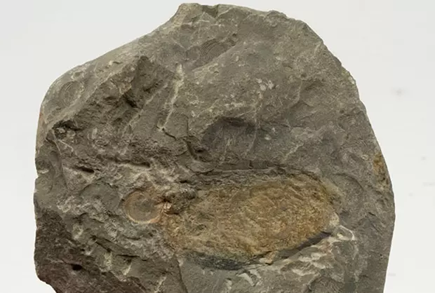 Dollocaris ingens fossz�lia