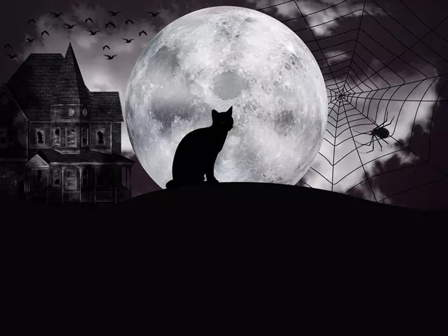 Fekete cica az éjszakában