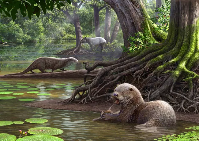 A Siamogale melilutra rekonstrukci�ja