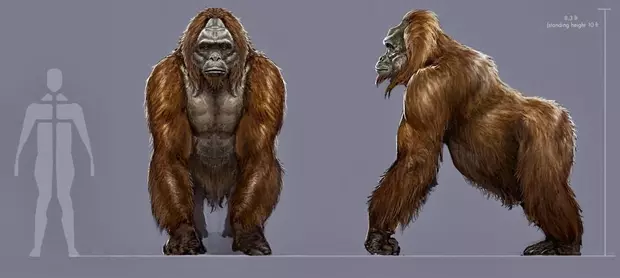 A Gigantopithecus méretei az emberéhez viszonyítva