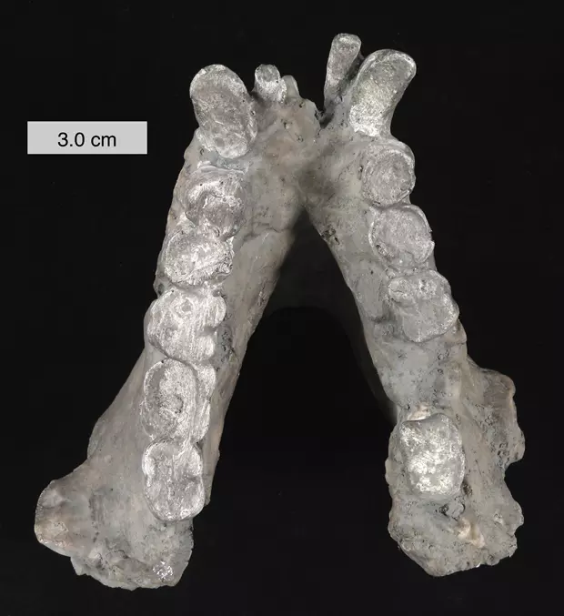 Egy Gigantopithecus blacki alsó állcsontjai az ohioi College of Wooster (USA) gyűjteményéből