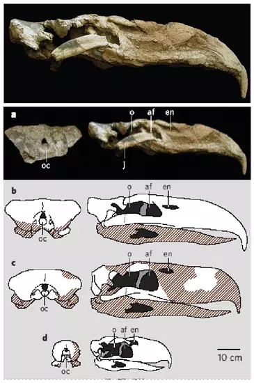 Kelenken guillermoi, t�pusp�ld�ny - BAR 3877-11