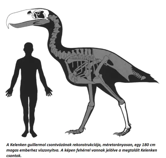 Kelenken guillermoi csontv�z rekonstrukci�ja