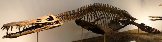Liopleurodon csontváz