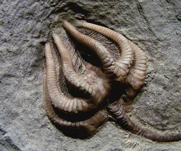 Agaricocrinus americanus
