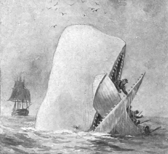 Mocha Dick egy bálnavadász csónakot támadva