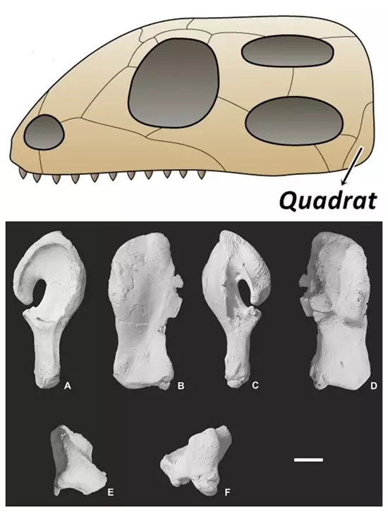 Pannoniasaurus inexpectatus t�pusp�ld�ny