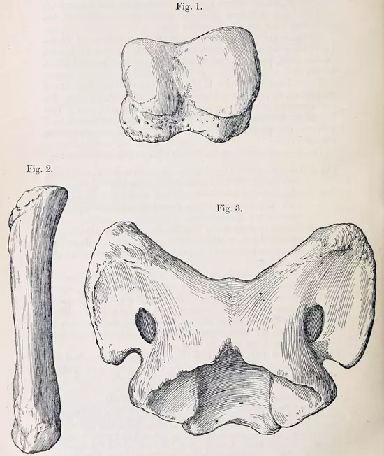 Vázlatos rajz Paraceratherium bugtiense csontokról