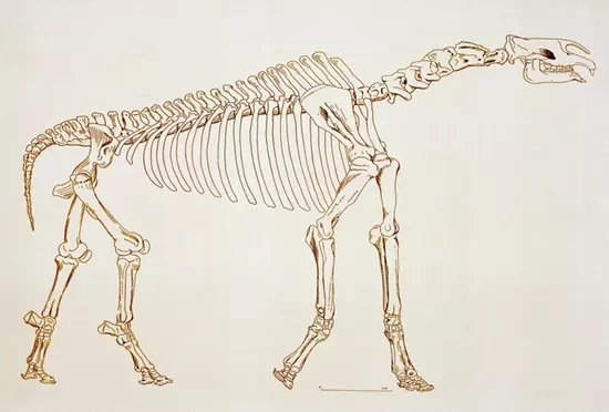 Paraceratherium bugtiense csontváz rekonstrukciója