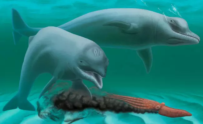 Az Inermorostrum xenops rekonstrukci�ja