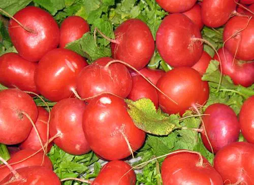 Hnapos retek (Raphanus sativus L. var. sativus)