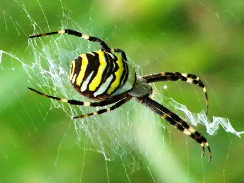 Röviden a pókszabásúak (Arachnida) osztályáról