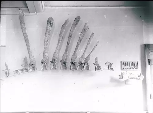 Spinosaurus aegyptiacus - IPHG 1912 VIII 19