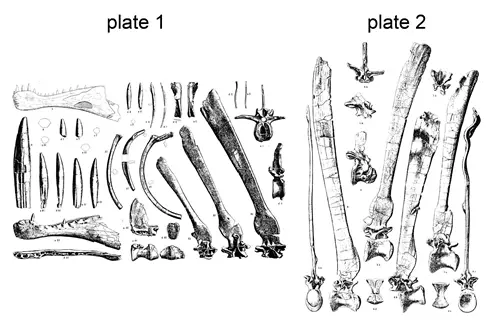 Spinosaurus aegyptiacus - Stromer, 1915