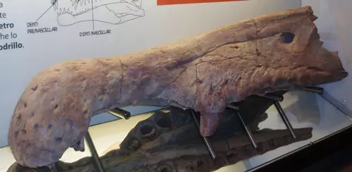 Spinosaurus aegyptiacus - MSNM V4047