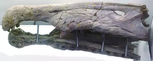 Spinosaurus aegyptiacus - MSNM V4047