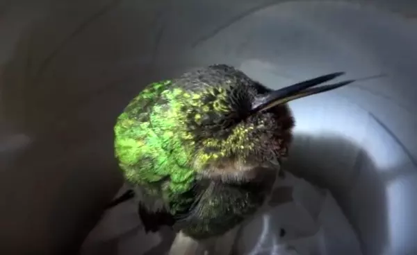 A kolibri nem csak külsőleg fest mulatságosan, amikor alszik, de még horkol is