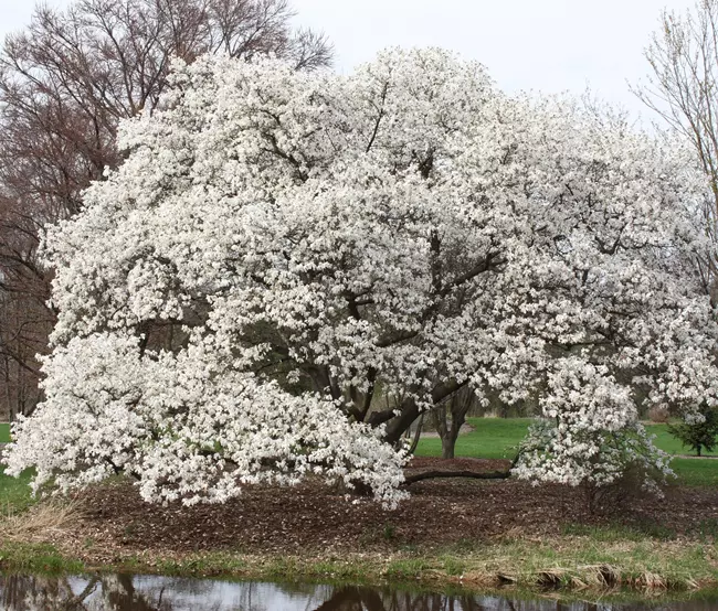 Japán liliomfa vagy fehér liliomfa - Magnolia kobus