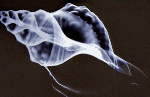 Tritonkürt csiga (Charonia tritonis)