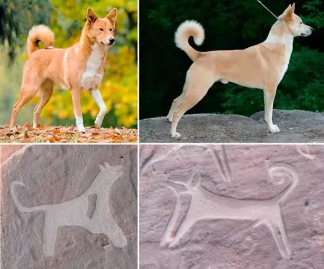 A sziklába vésett Kánaán-kutya rajzok Szaud-Arábiában