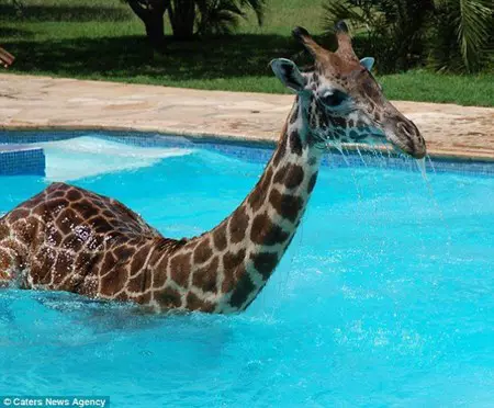 Monduli, a medencében pancsoló zsiráf